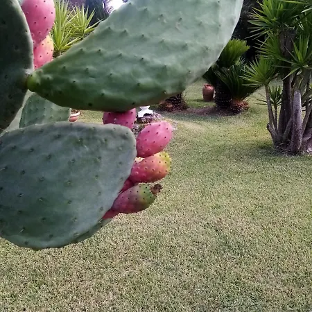 Mamena Πέστουμ